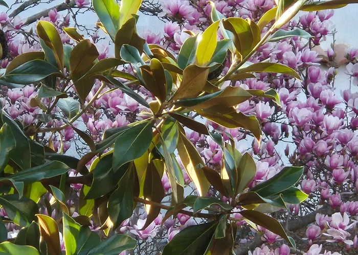 Apartments Villa Martinuzzi Rovinj